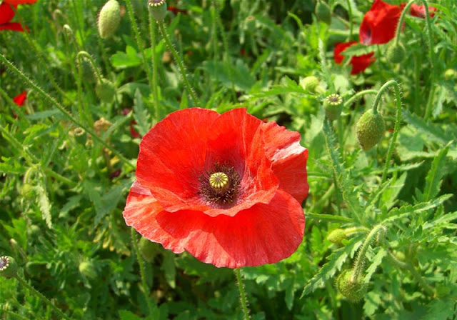 Corn Poppy Flowers Pictures