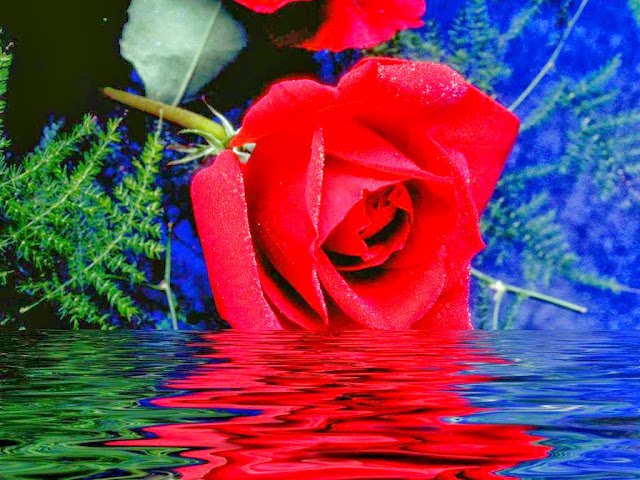 Beautiful Red Rose Wallpapers Free Download