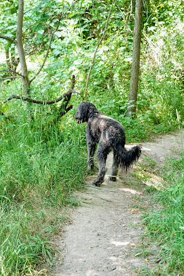 Dog walking the clifftop trails in Scarborough Crescent Park