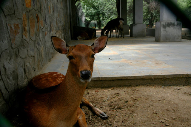 One round inside Delhi Zoo with Travelling Camera: Posted by VJ SHARMA on www.travellingcamera.com : Photographs on Delhi ZooLast weekend I went to Delhi Zoo with some of my friends and had good fun there.. Here are few photographs clicked inside the Delhi Zoo.. Watchful yet lazy tiger among medium high grassTiger looks like it has eaten its fullWhite Tigers in Delhi Zoo: Compared to orange tigers without the white gene, white tigers tend to be larger both at birth and at full adult size. Currently, several hundred white tigers are in captivity worldwide with about 100 of them in India, and their numbers are on the increase.For more details Click HereLioness looks like she is yawningLioness in Delhi Zoo : There are two places where Lions can be seen inside Delhi Zoo. One is behind the place where you see lot of Giraffes walking in a big ward. Other one is near Crocodile pond. To know more about Lions Click HereEMU in Delhi Zoo : Emus are in same row where you will find a large group of White Tigers & Elephants. Emu is also the second-largest extant bird in the world by height, after its ratite relative, the ostrich. The Emu is common over most of mainland Australia, although it avoids heavily populated areas, dense forest and arid areas.Know MoreLooks like Zebra stripped the patch clean of grassZebra in Delhi Zoo: There is a large area where Zebras could be seen in the zoo. We saw four Zebras in Zoo. Delhi Zoo has some Zebras from San Diego in some exchange program. They are best known for their distinctive white and black stripes, which come in different patterns unique to each individual. They are generally social animals and can be seen in small harems to large herds.Know MoreLeopard through a fence, the bars barely visibleLeopard in Delhi Zoo : We saw only two leopard in Delhi Zoo. To know more about Leopards click hereHippopotamus in Delhi Zoo: During the day they remain cool by staying in the water or mud; reproduction and childbirth both occur in water. Know MoreGiraffe in Delhi Zoo: the tallest of all land-living animal species. Know MorePeacocks in Delhi Zoo: In Zoo you will hear Peacock sound all around but its hard to find them in June-July because they generally go inside deep forest and there is grass at most of the places which hide them. The male peacock flares out its feathers when it is trying to get the females attention. During mating season they will often emit a very loud high pitched cry. Know MoreBig crocodile, but looking the other wayCrocodile in Delhi Zoo: Know MoreBlackBucks...(Kala Hiran)Now most of the Indians must be knowing about Blackbucks and Salman can never forget because he has spent some time in jail for black buck poaching case.A deer, always looking like its caught in the headlightsBlack Bear seemingly advancing on usSloth BearBirds in Delhi Zoo (Don't know right name of these birds)Chinkara Know MoreWhite Deer are also there in Delhi Zoo but we missed them because we were not following Zoo map :( ... I suggest to spend 10 minutes on Zoo map & plan accordingly. Most of the times we get to know that Tiger is on this side & we change our route. Same thing happened with us and we realized that we missed some animals :(.... SO PLAN YOUR ROUTE BEFORE STARTING ZOO EXPLORATION...The Delhi Zoo is an ideal place to spend a day with friends, family and children. The experience is fun and educational as well. The Zoo at Delhi was set up in 1957 over a sprawling expanse of 240 acres area. Animals have been imported from various jungles of Asia, America, Africa and Australia and no stone has been left unturned to preserve their natural environment and habitat.A day spent at the Delhi Zoo may be a peaceful picnic, observing these exotic creatures at close quarters and learning more about their habitat, feeding habits and lifecycle. The zoo is also a botanist’s paradise. Many different varieties of trees and shrubs are found here.The Delhi Zoo remains closed on Friday and on other days the zoo timings are 8 am to 6 pm in summers and 9 am to 5 pm in winters. An admission fee of Rs. 10 per head is charged at the Delhi Zoo.I have tried to share Photographs of most the animals in Delhi Zoo. Please share your comments, so that I can improve this blog by sharing the details in better way.