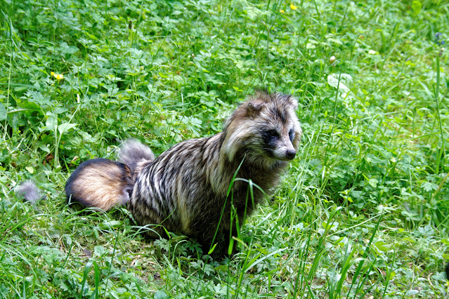 Raccoon Dog Facts and Information - ListAnimals