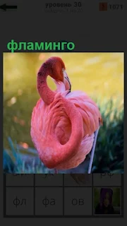 стоит розовый фламинго согнув свою голову к туловищу