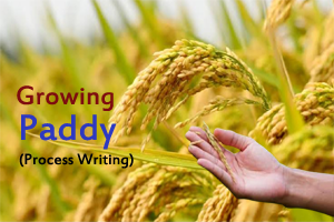 Growing Paddy - Process Writing