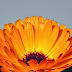 kind of Marigold