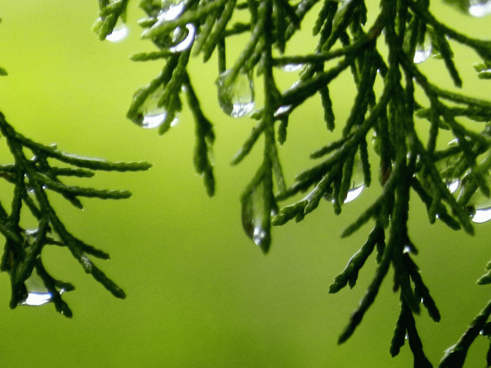 hojas mojadas por la lluvia