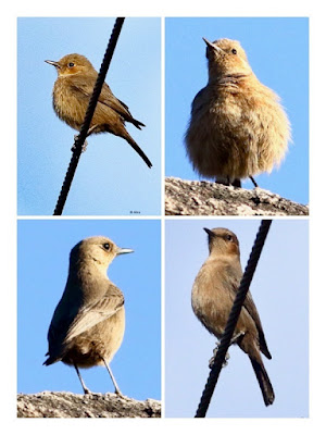 Brown Rock Chat - Local resident