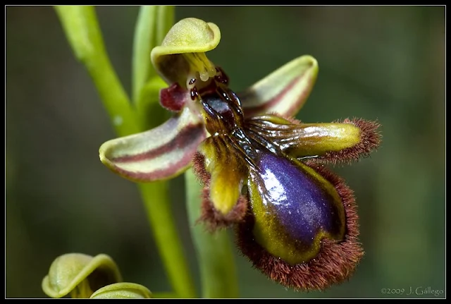 Ophrys ciliata