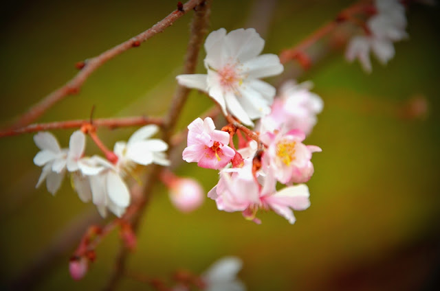 Winter sakura (冬桜 fuyuzakura) outside Kyoto Gosho 京都御所 