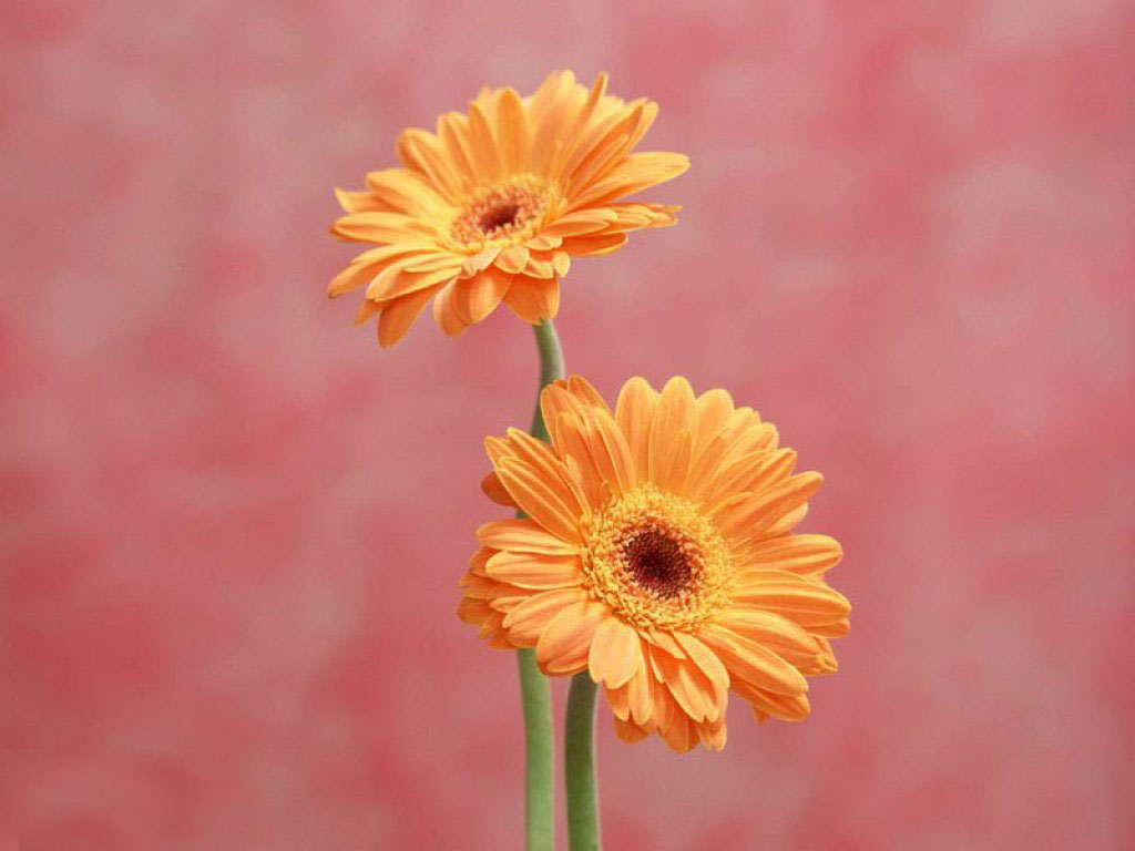 flowers for flower lovers.: Daisy flowers HD desktop 