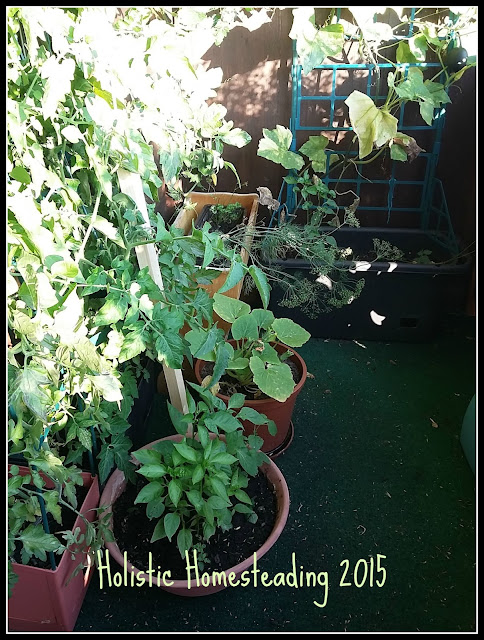 balcony pumpkin