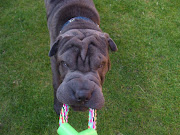 Humphrey the Blue Shar PeiIn the garden. Here i am plying with my dad