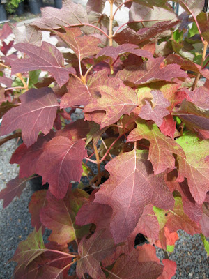 Alice oakleaf hydrangea fall color 