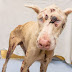 ANIMAL FRIENDS HUMANE SOCIETY ANNOUNCED THAT SWEET LOU DIED AFTER EATING ROCK BECAUSE OF STARVE