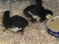 Black Spanish Turkey Babies