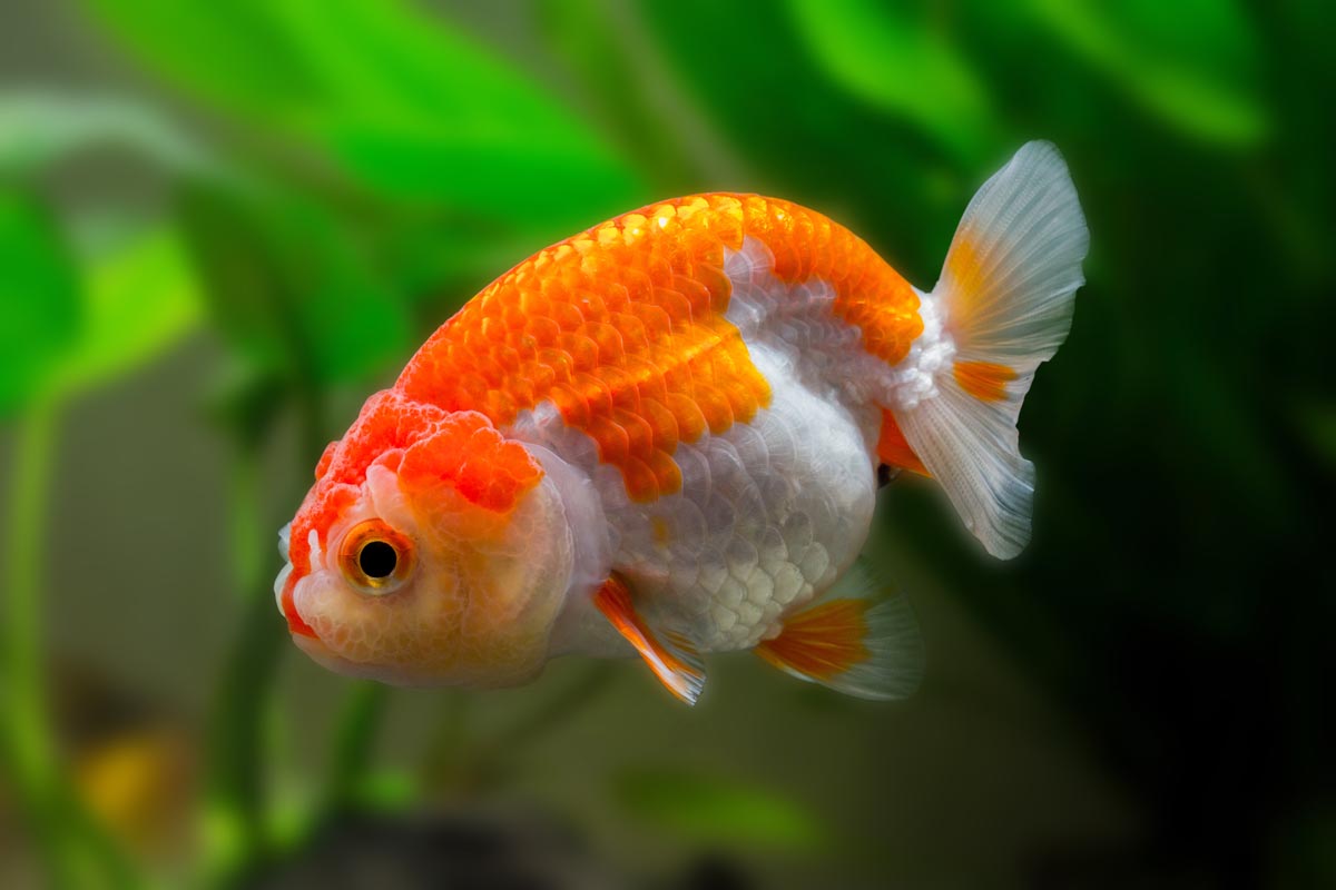 Jenis Jenis Ikan  Mas Koki Atau Goldfish Beserta Gambarnya 