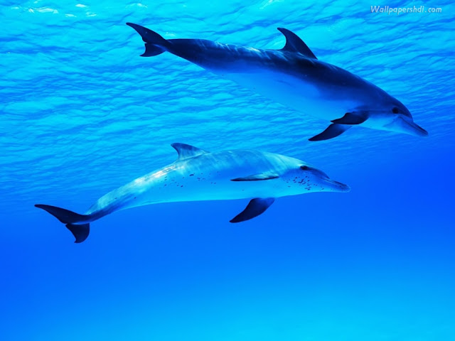 Animals Dolphins HD 1024x768 Background