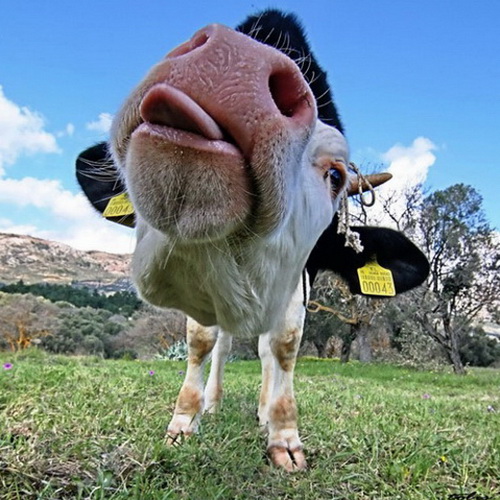Cool Pictures: Funny cow pictures Collection