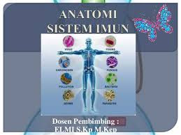 anatomi sistem imun