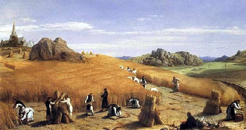Monges na colheita de trigo