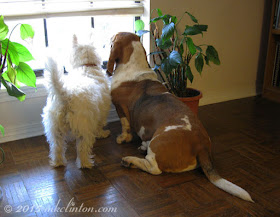 Westie and Basset looking out the window