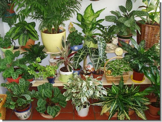 jardineria basica tiendas de jardineria tienda jardineria