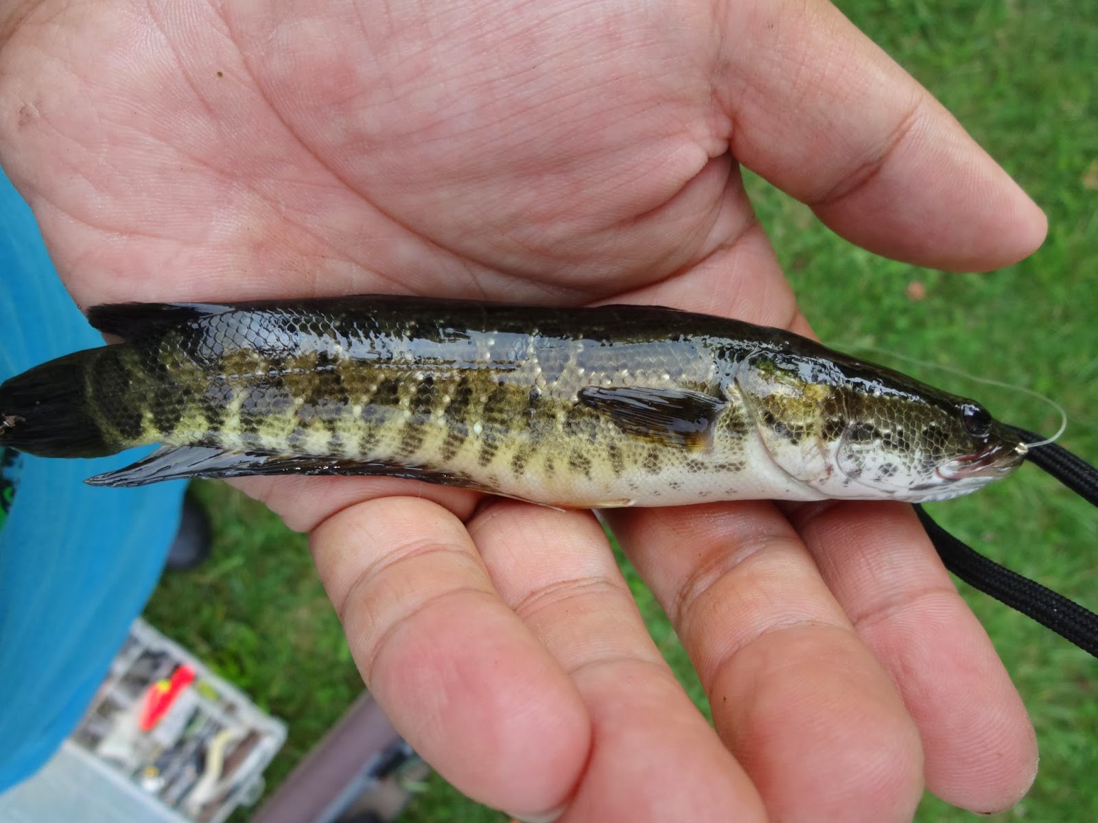 Extreme Philly Fishing: The Invasive Northern Snakeheads (Channa