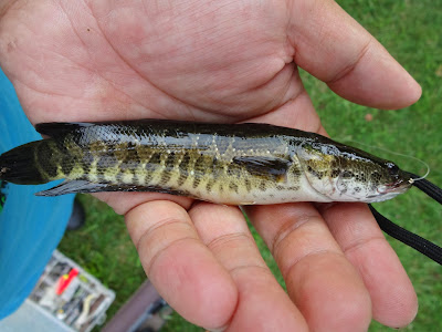 Leesylvania State Park - Aquatic Monsters: Snakehead Fishing on Canoes Join  us as we paddle up Powell's Creek, get to learn about the invasive Northern  Snakehead fish and learn some of the