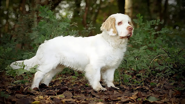 Clumber Spaniel