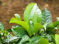 Giảm đau răng nhanh từ tự nhiên