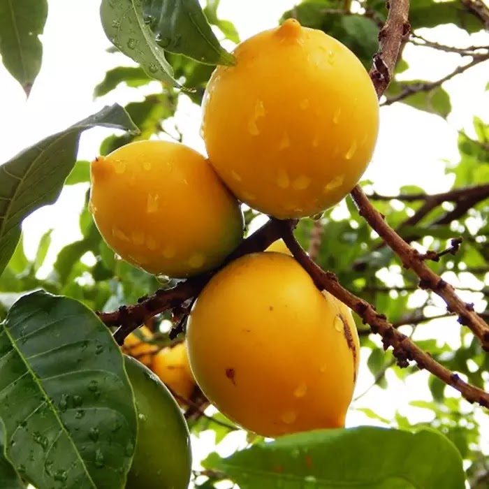 bibit sawo abiu australia tanaman buah kontraktor Bandar Lampung