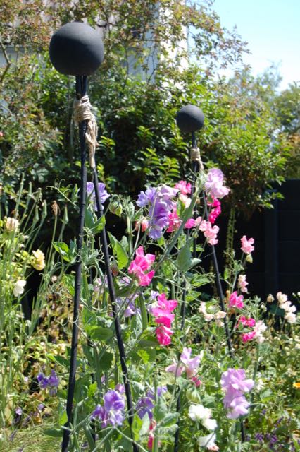 scented Lathyrus