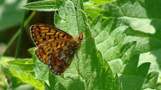 Boloria (Clossiana) euphrosyne DSC52727