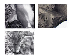 Contact Sheet / Still Life