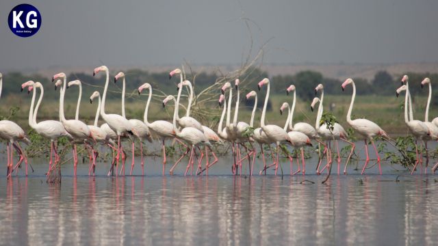 Palm Beach Road : 'पर्यावरणप्रेमींना भुरळ घालणारा मार्ग' जरूर  एकदा पहा.