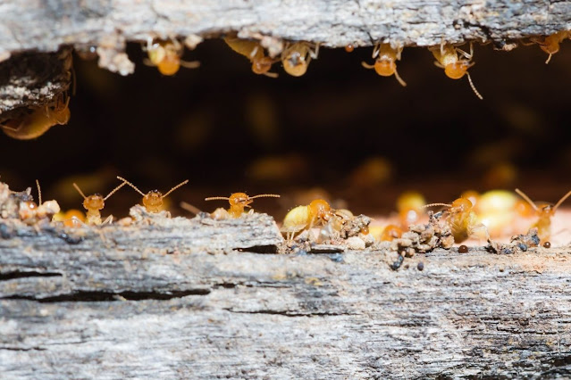 liquid termite treatment