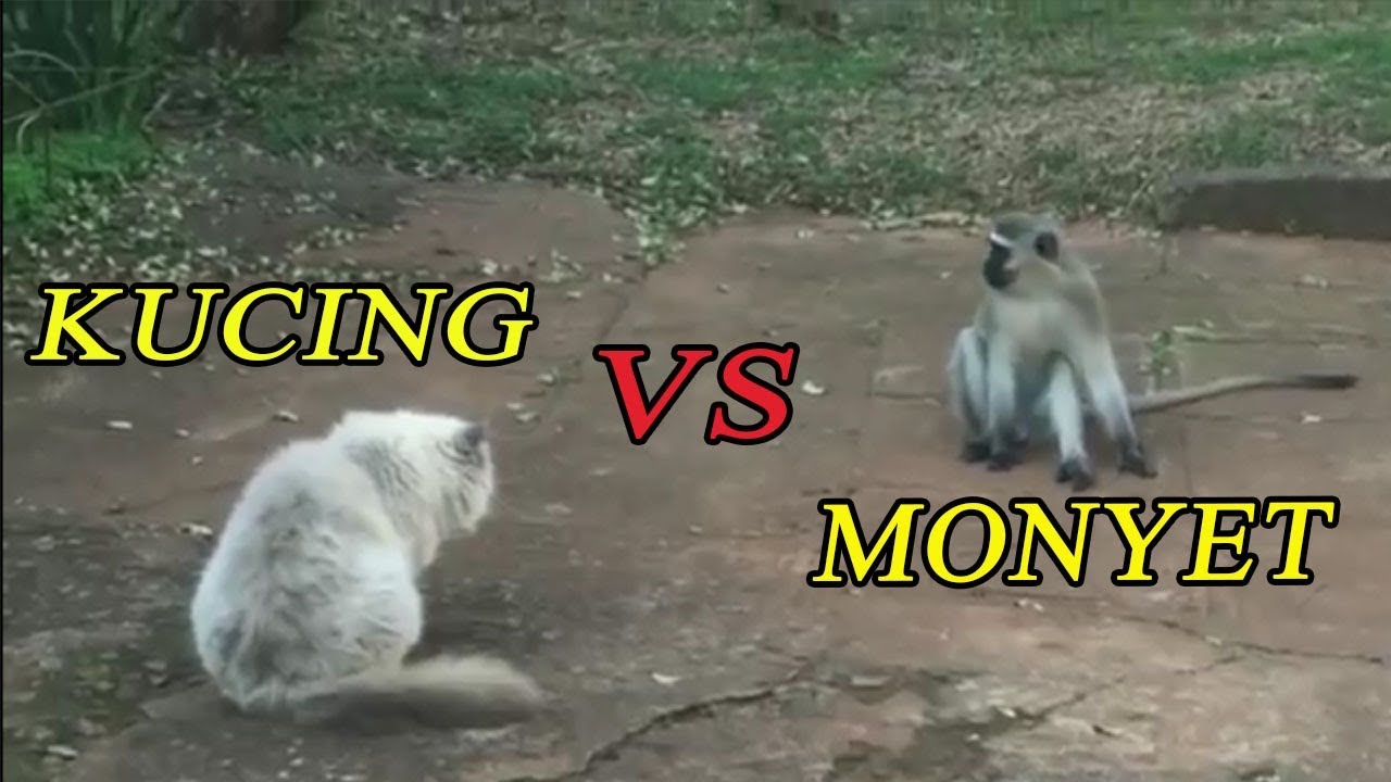 LUCU Kucing Vs Monyet Netterspotcom