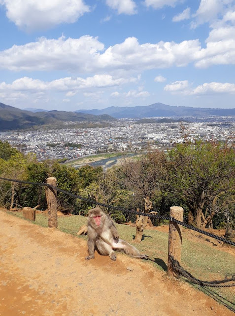 View from the top of the Monkey Hill, Kyoto with Monkey posing