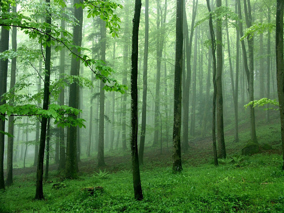 foto kabut, gambar kabut pagi, foto subuh, gambar subuh hari, pemandangan pagi hari