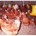 Budidaya Ayam Ras Pedaging