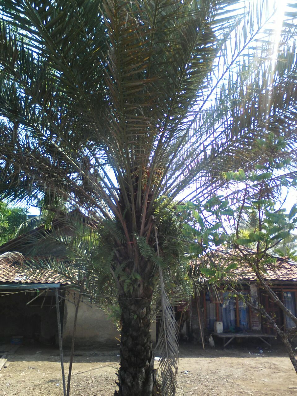 Harga jual pohon  palm kurma berbuah  lebat  paling murah 