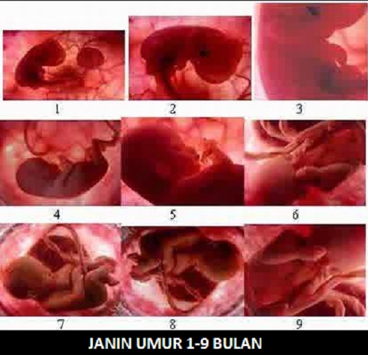 7 Perkembangan Janin Usia 6 Bulan + Foto Janin