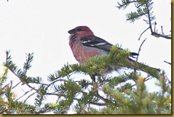 Pine Grosbeak D7K_8749 NIKON D7000 June 19, 2011 Pine Grosbeak D7K_8749 NIKON D7000 June 19, 2011