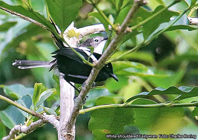 white shouldered fairywren