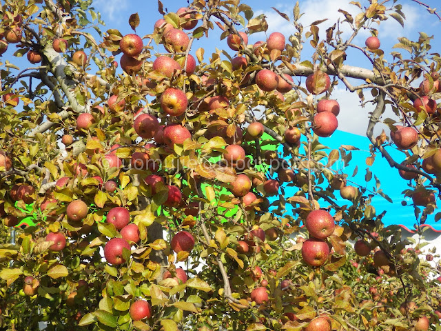 Fushoushan Farm apple picking