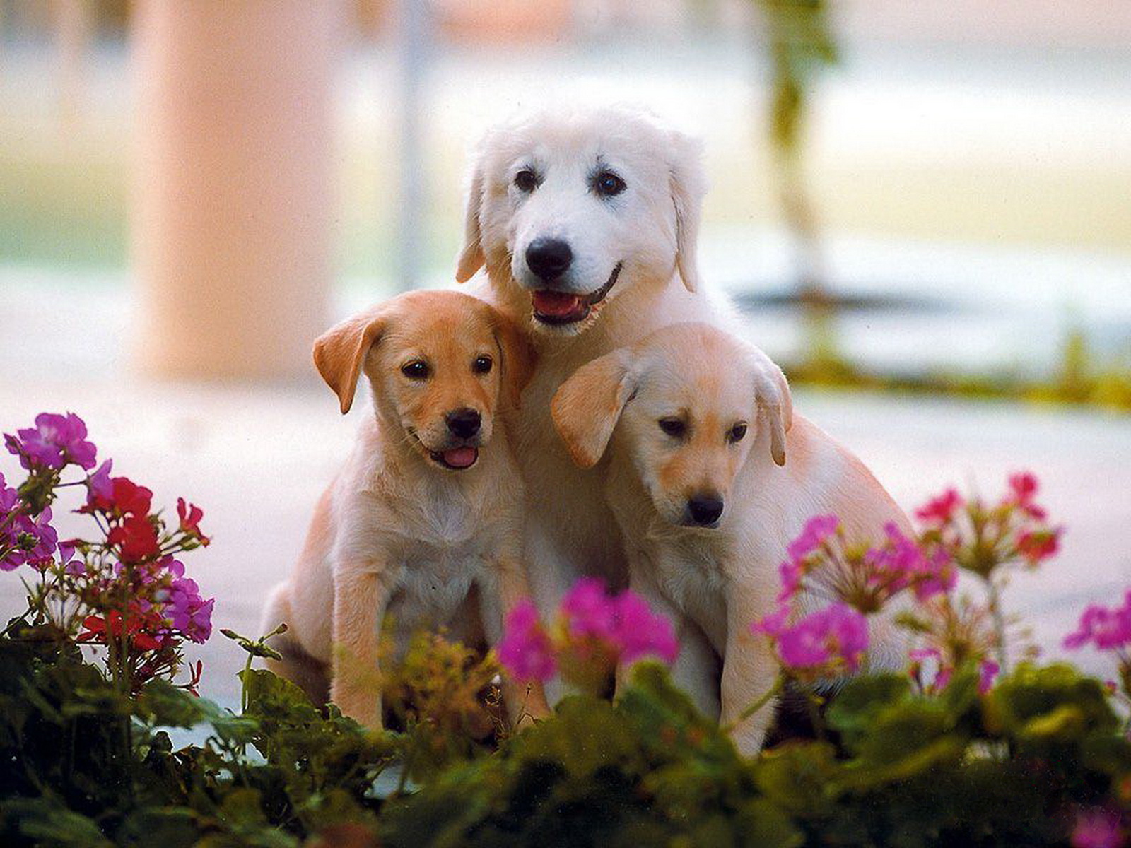 WallpaperfreekS HD Cute  Dogs  Wallpapers  1600X1200