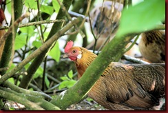 Bassette hen verschuilt zich onder Laurierhaag