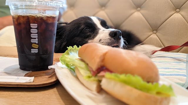 保護犬 ボーダーコリー トーマ イオンモール幕張新都心 ペットモール ドトールコーヒーショップ