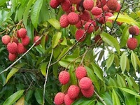 11 Manfaat Buah Leci Untuk Kesehatan Dan Kecantikan Alami