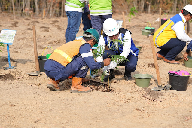 Bukit Asam (PTBA) Kembangkan Energi Biomassa dari Kaliandra Merah