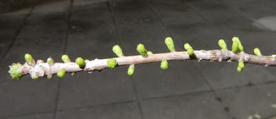 Leaves of Bald Cypress